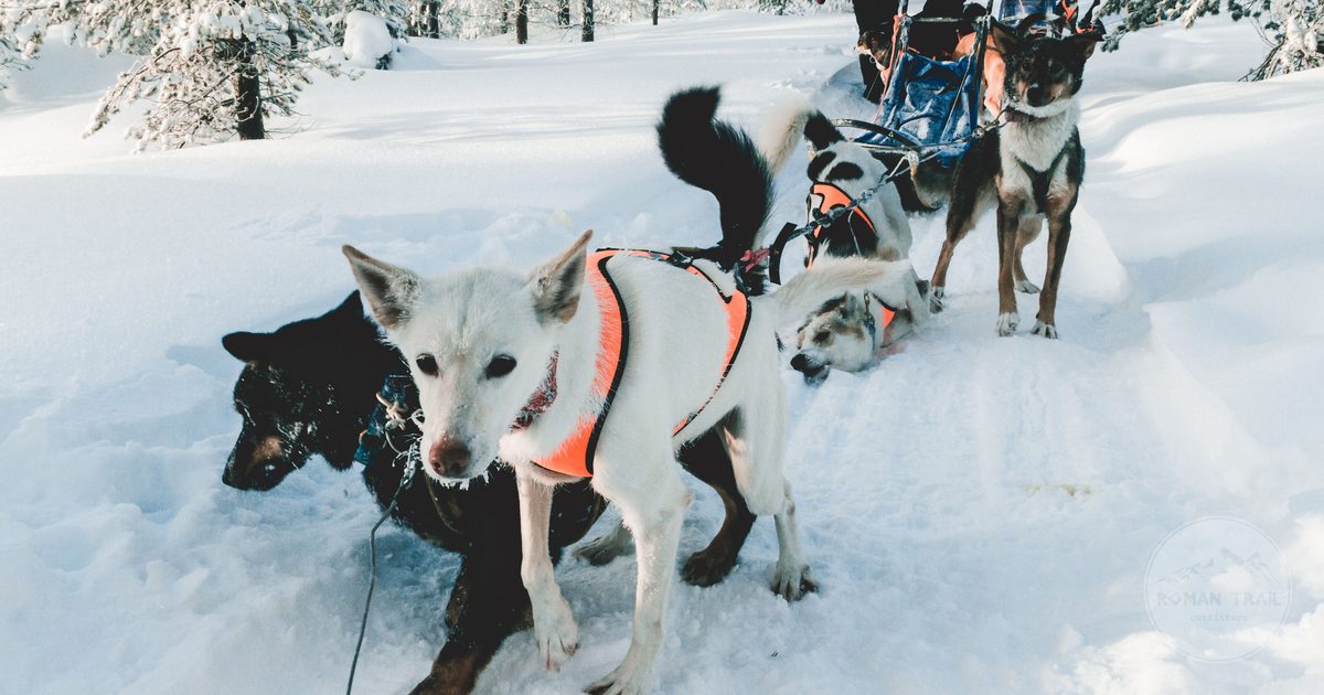 Dog sledding through a snowy Finnish Lapland landscape