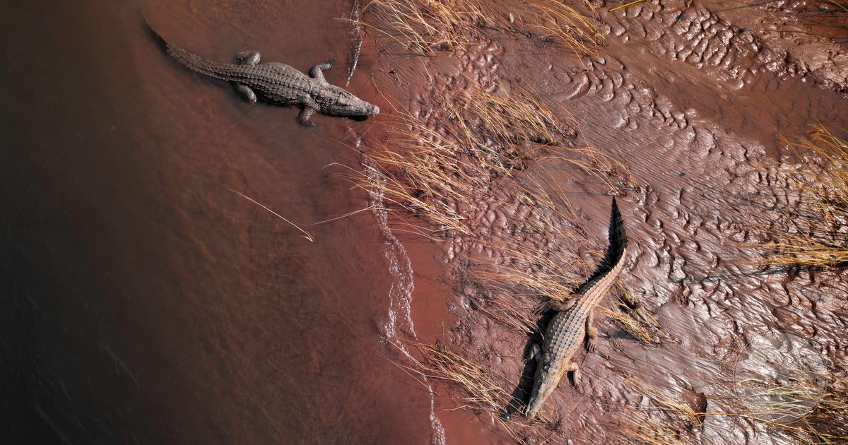 Two crocodiles on the bank of the Zambezi River in Zambia