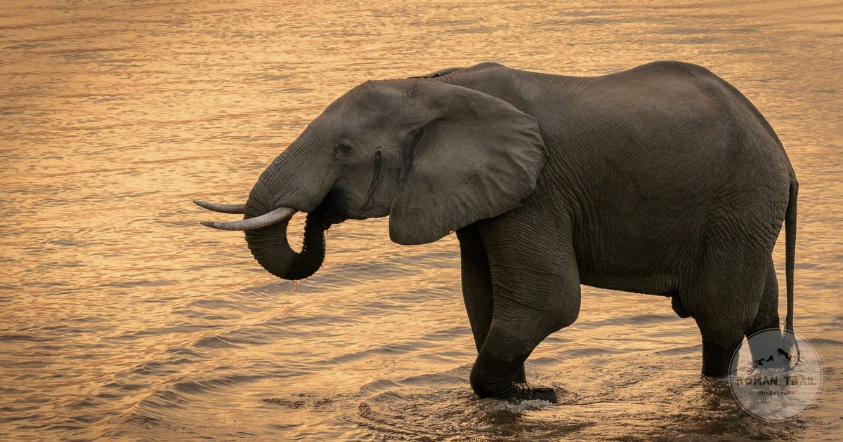 An African elephant standing in a river at sunset in Zambia