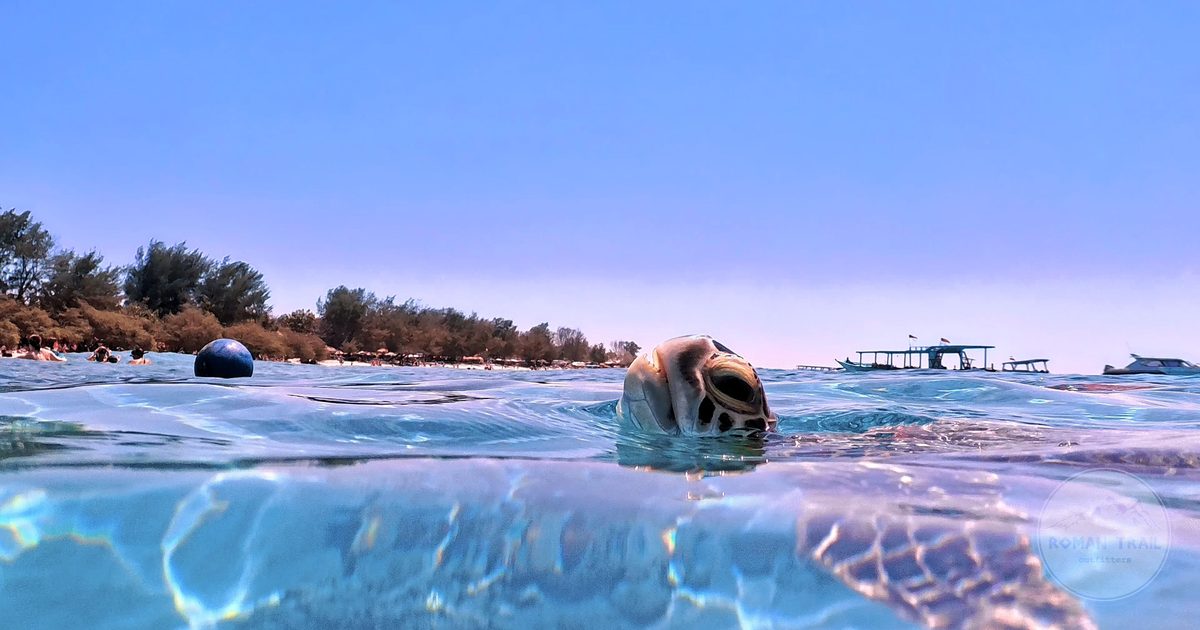 A green sea turtle near the surface off the Gili Islands, Indonesia