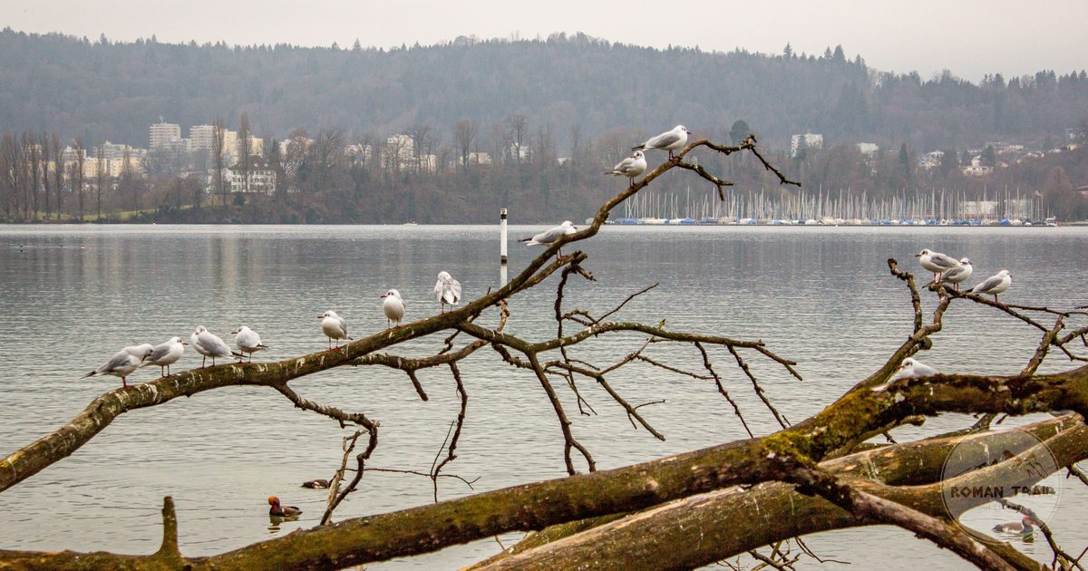 The calm surface of Lake Lucerne in Switzerland, Lucerne packing list for women by Roman Trail Outfitters