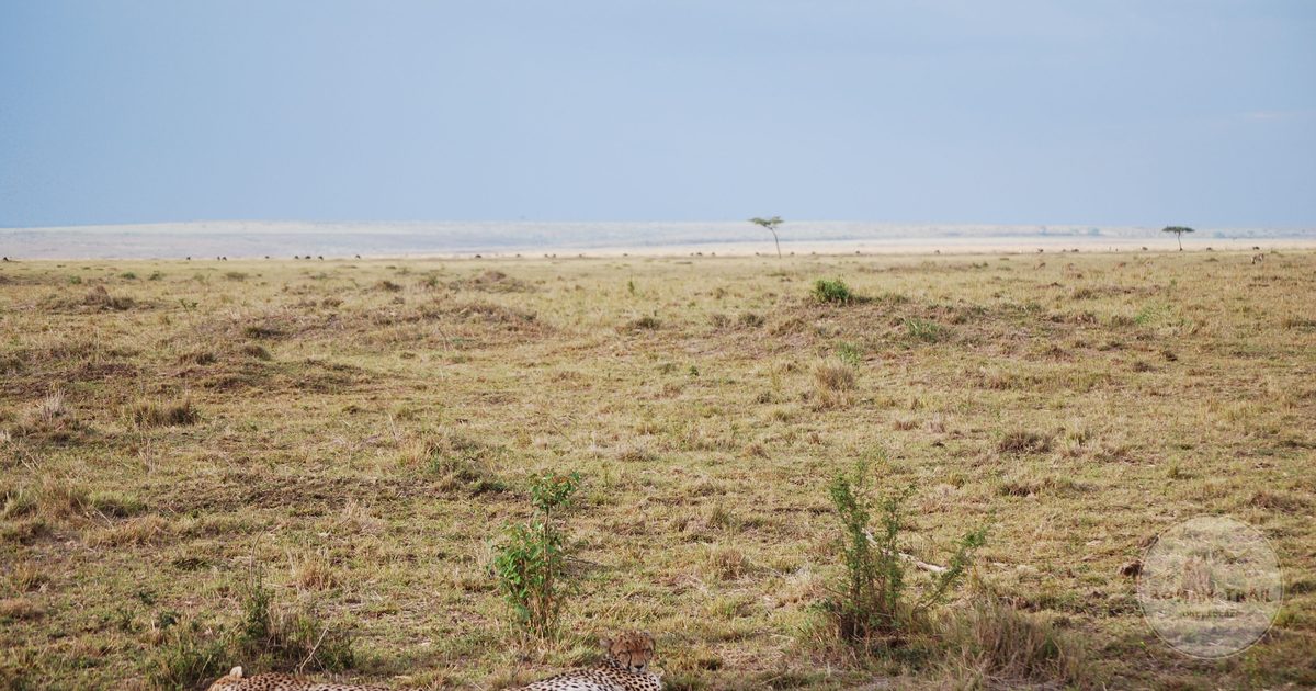 Two cheetahs resting on the savannah in the Maasai Mara, Kenya