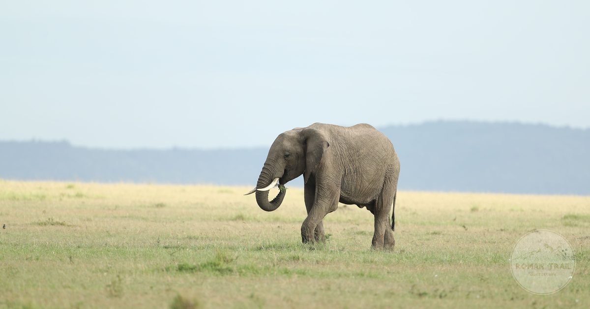 An African elephant on the grasslands of the Maasai Mara, Kenya