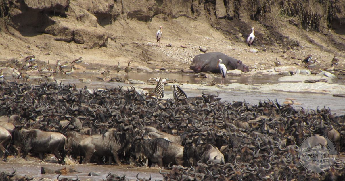 Wildebeest crossing a river during the great migration, Maasai Mara, Kenya