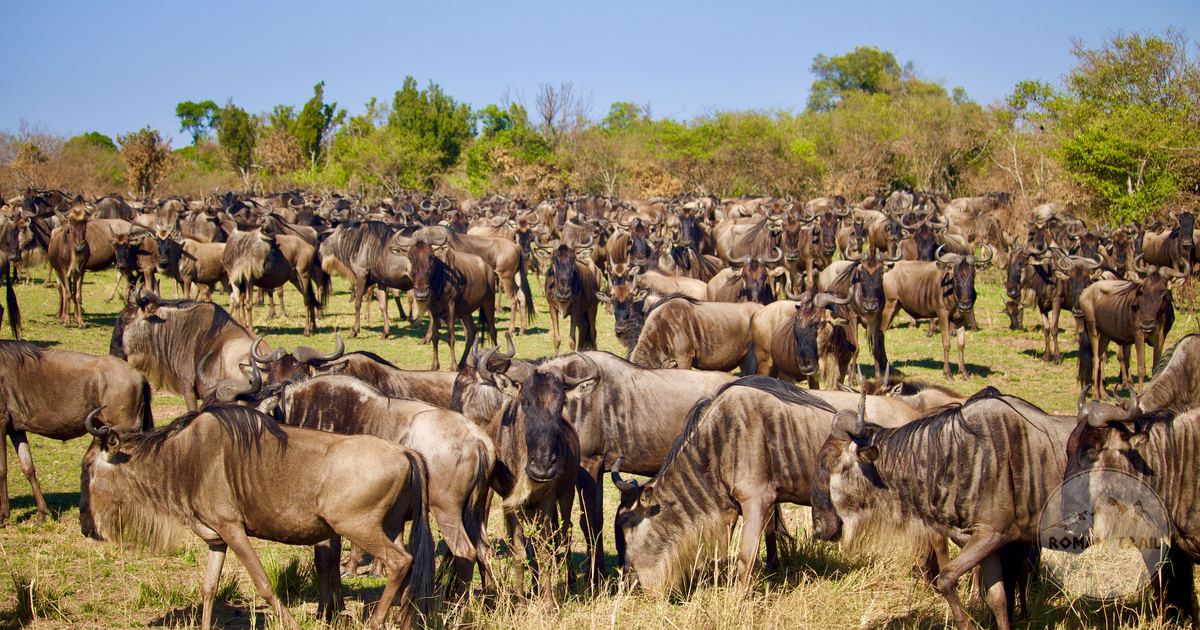 A large wildebeest herd migrating across the savannah, Maasai Mara, Kenya