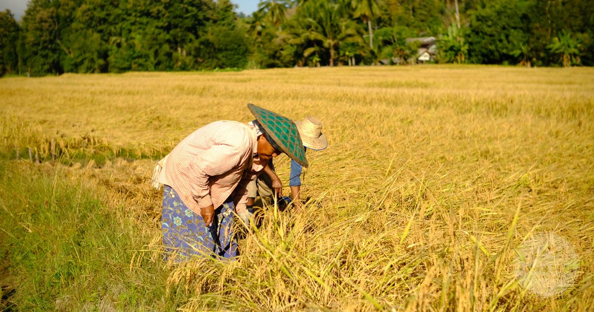 Two farmers harvesting rice at Mae Hong Son, Thailand