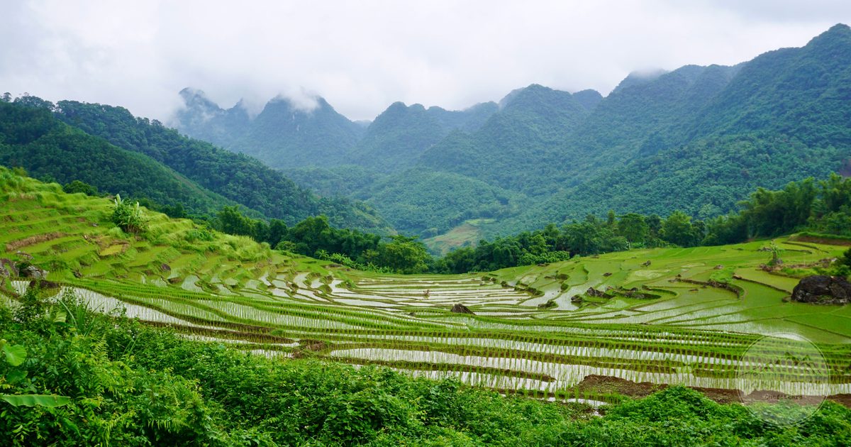 Green rice terraces in the misty mountains at Pu Luong, Vietnam