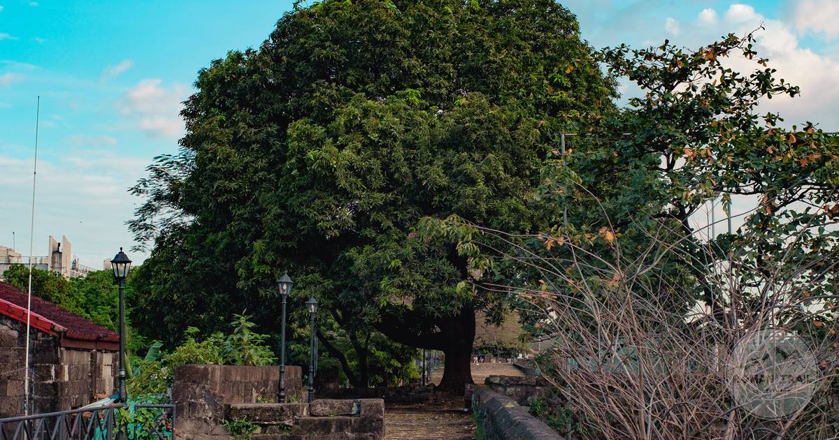 A tree-lined pathway in the historic Intramuros district of Manila, Philippines