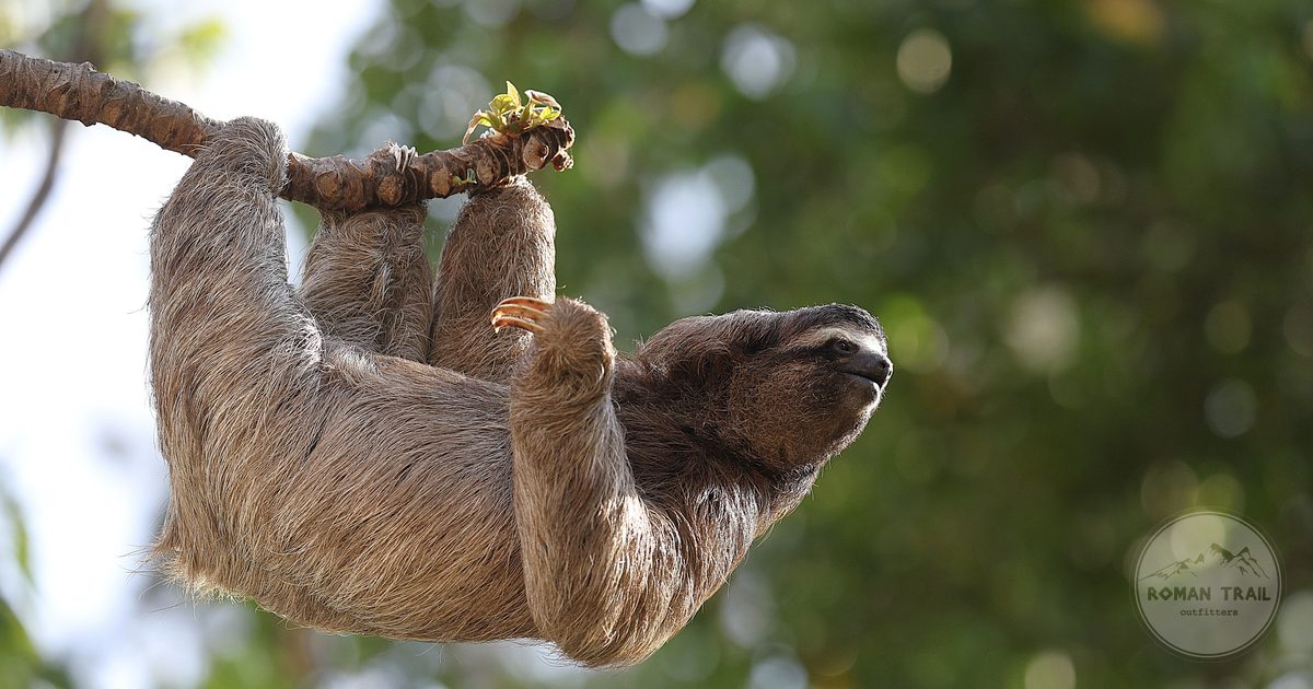 A sloth hanging from a branch in Costa Rican rainforest