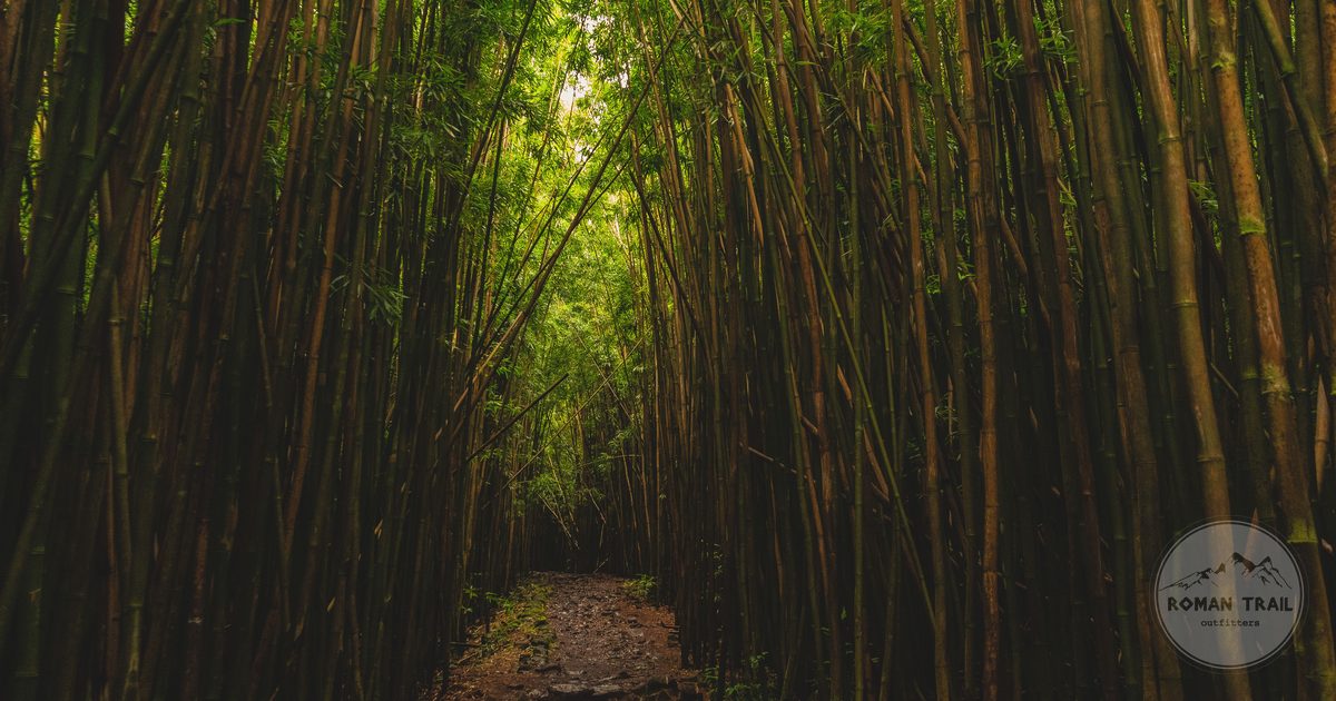 A bamboo forest along the Pipiwai Trail on Maui, Hawaii