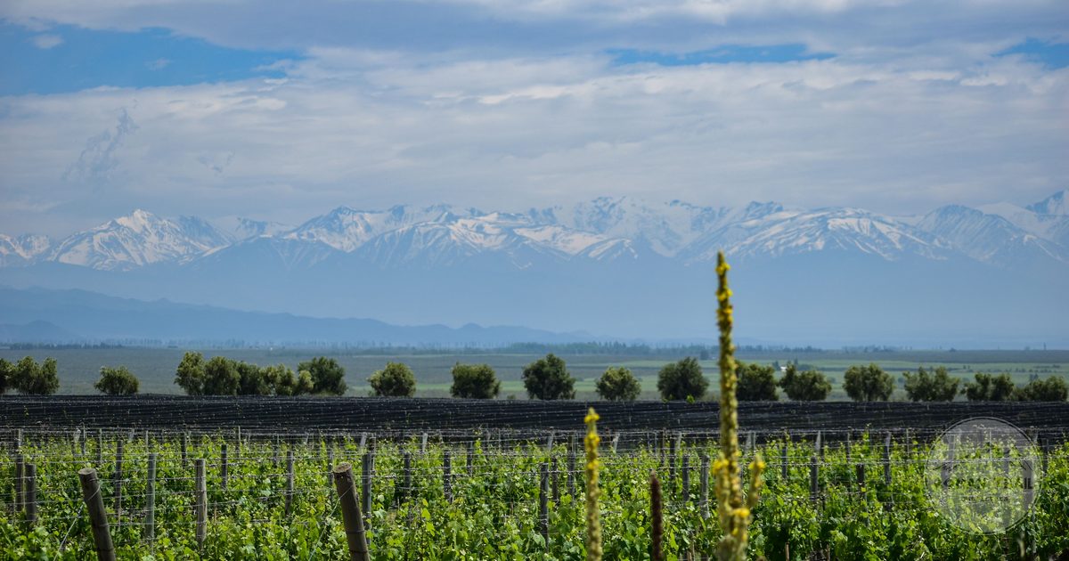 Rows of vines in Mendoza with the snow capped Andes rising behind them, Mendoza packing list for women by Roman Trail Outfitters