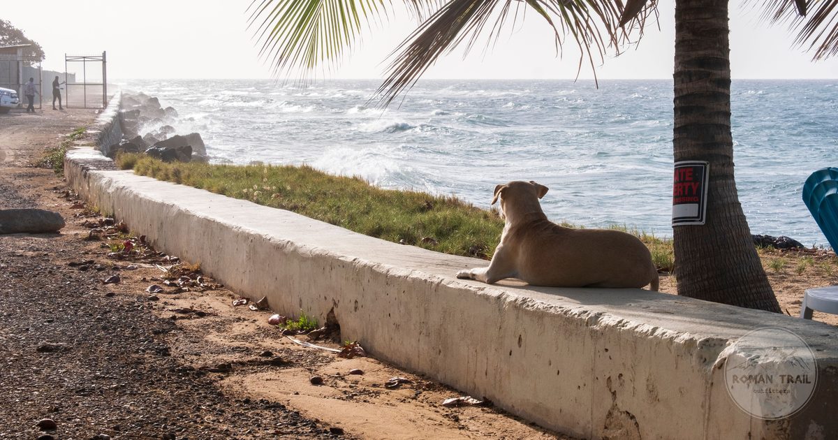 A dog resting under a palm tree on a coastal path at Montego Bay, Jamaica