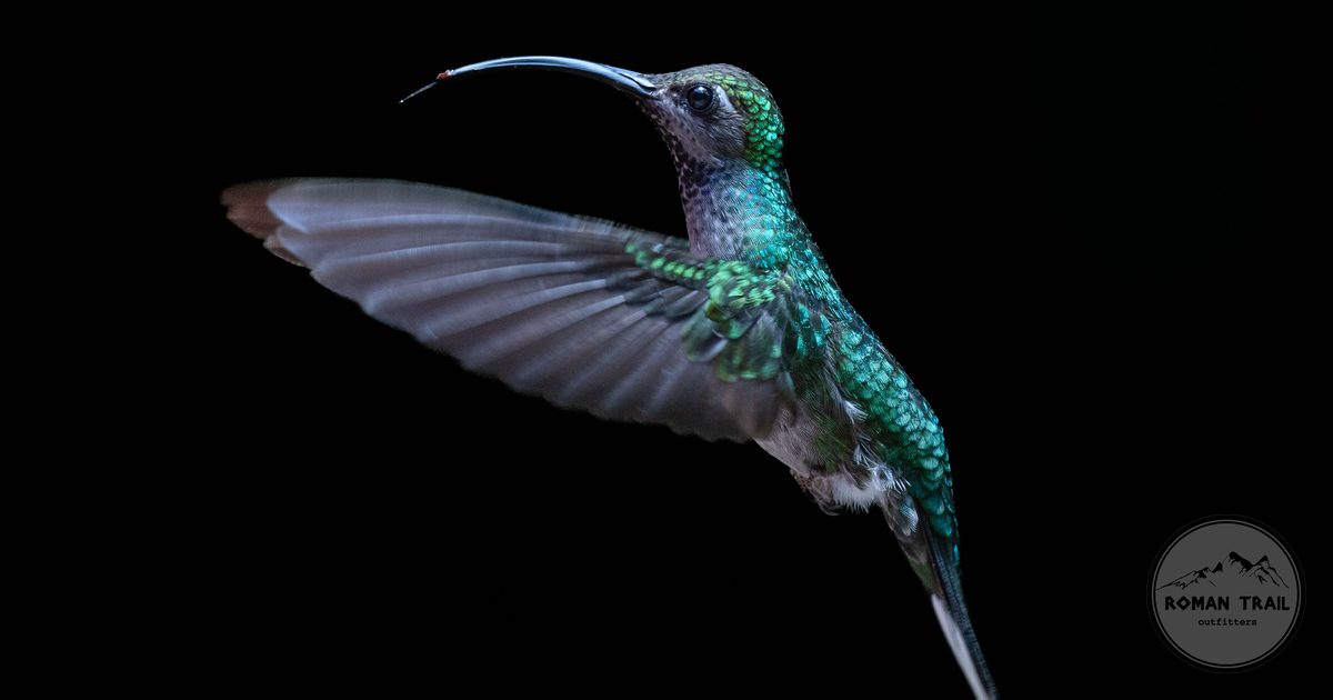 A hummingbird in flight in the Monteverde cloud forest of Costa Rica, Monteverde packing list for women by Roman Trail Outfitters