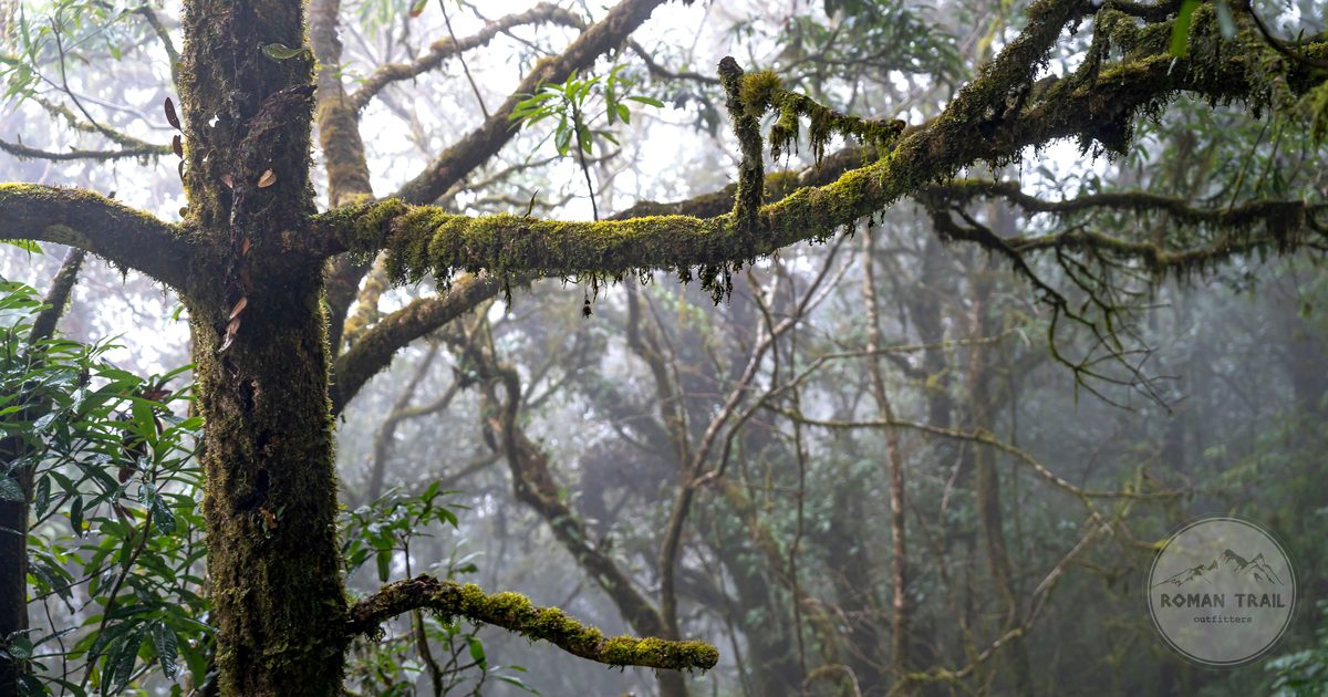 Moss covered branches in a cloud forest canopy wrapped in mist, Monteverde packing list for women by Roman Trail Outfitters