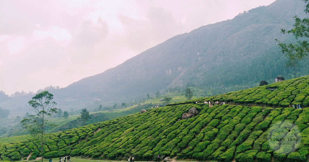 Tea plantations on the hills at Munnar, Kerala, India