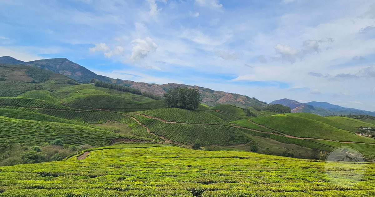 Green tea plantations stretching across the hills of Munnar, Kerala, India