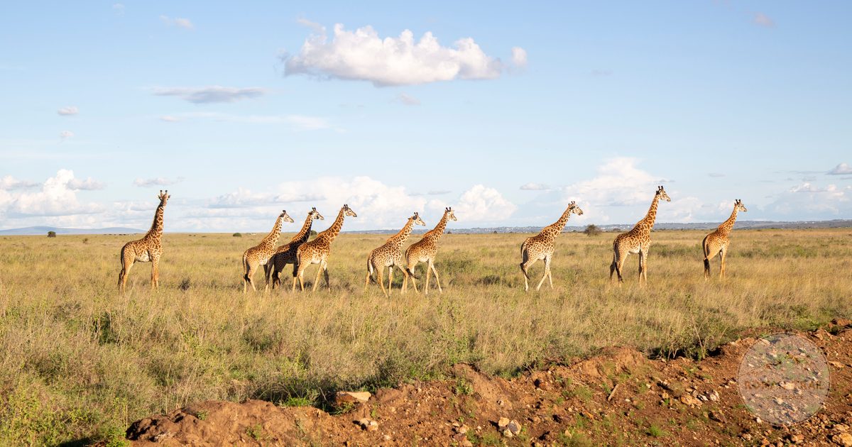 Giraffes walking across the savanna in Kenya