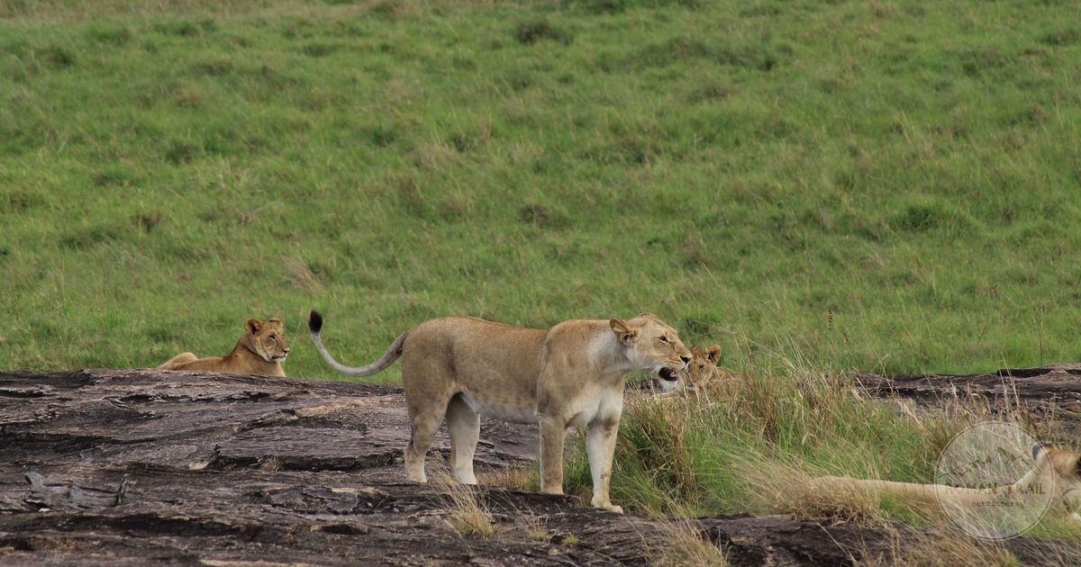 A pride of lions resting on the grassland of the Maasai Mara, Kenya