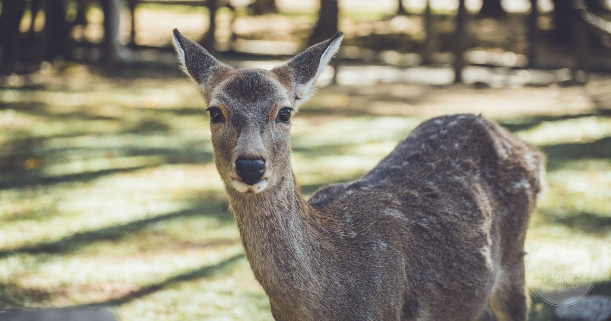 A sika deer standing in Nara Park on a clear day, Nara packing list for women by Roman Trail Outfitters