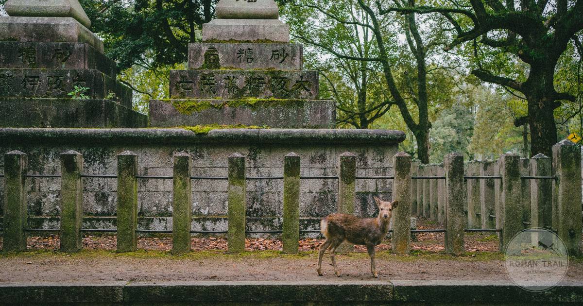 A deer walking among moss covered stone lanterns on a shrine path in Nara, Nara packing list for women by Roman Trail Outfitters
