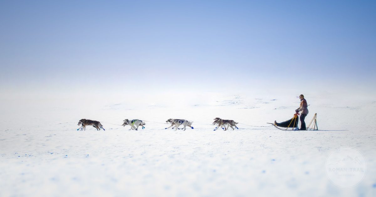 Sled dog team crossing a snowy landscape in Arctic Norway