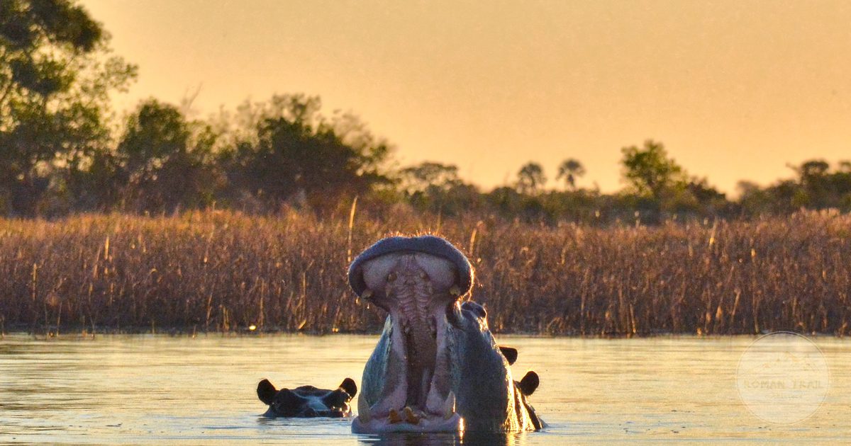 A hippopotamus yawning in shallow water at sunset in Botswana