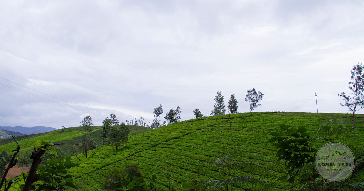 Green tea plantations on rolling hills at Ooty, Tamil Nadu, India