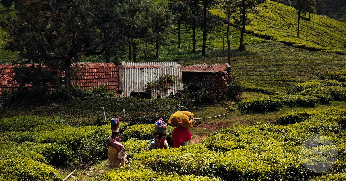 Workers harvesting leaves in the tea fields at Ooty, Tamil Nadu, India