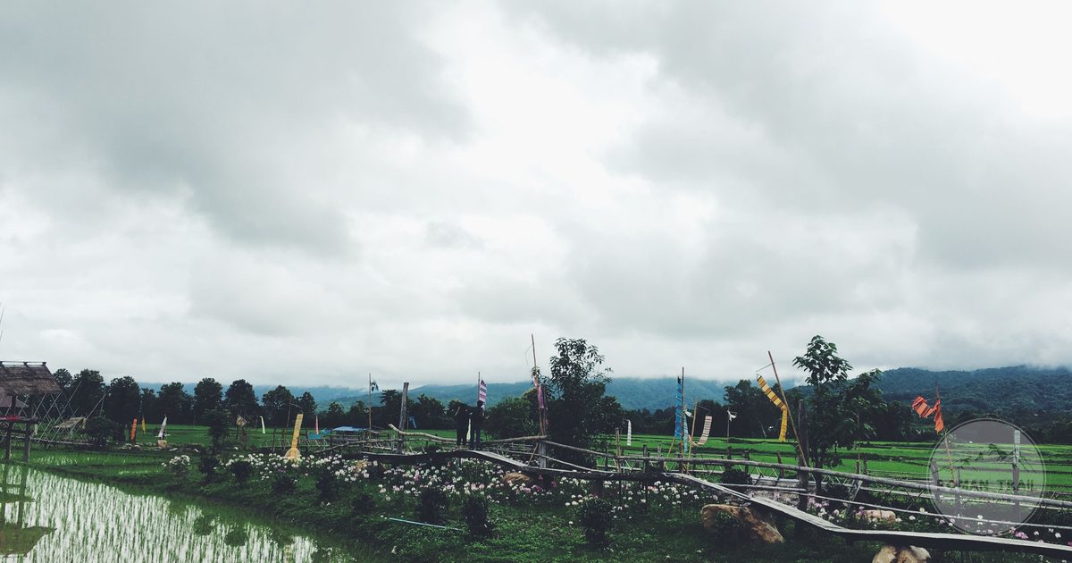A rice field under a cloudy sky in northern Thailand