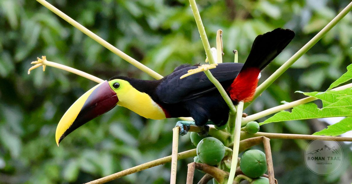 A keel-billed toucan in the rainforest canopy, Panama