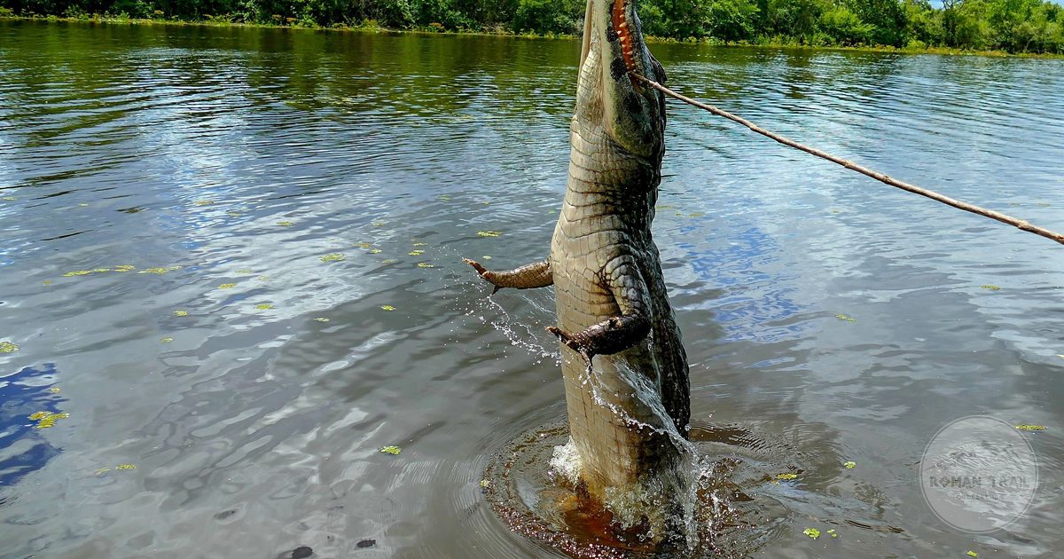 A caiman leaping from the river at Pocone, the northern gateway to the Pantanal, Brazil