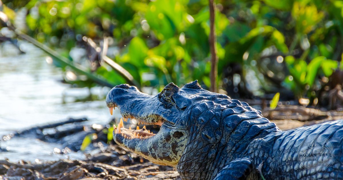 A caiman resting at the water's edge in the Pantanal, Brazil