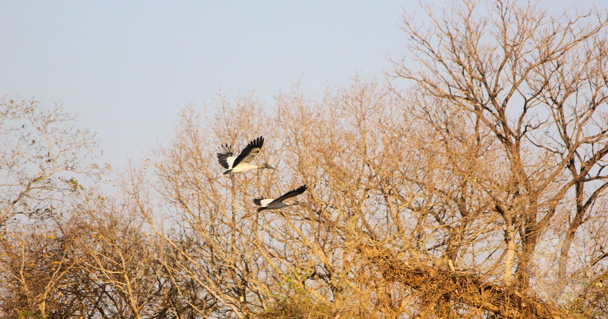 Two jabiru storks in flight over dry trees in Mato Grosso, Brazil