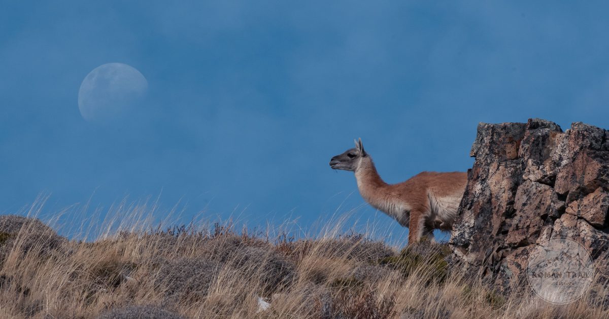 A guanaco on the open Patagonian steppe below rocky ground