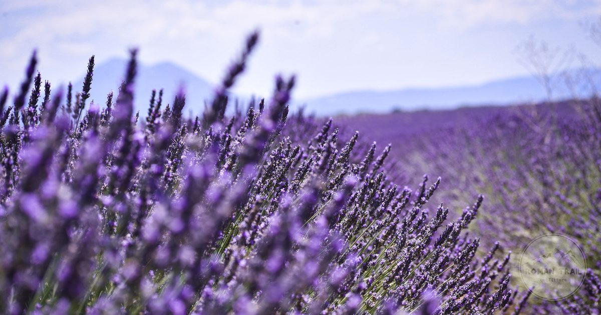 Lavender in full bloom at Valensole in Provence, France