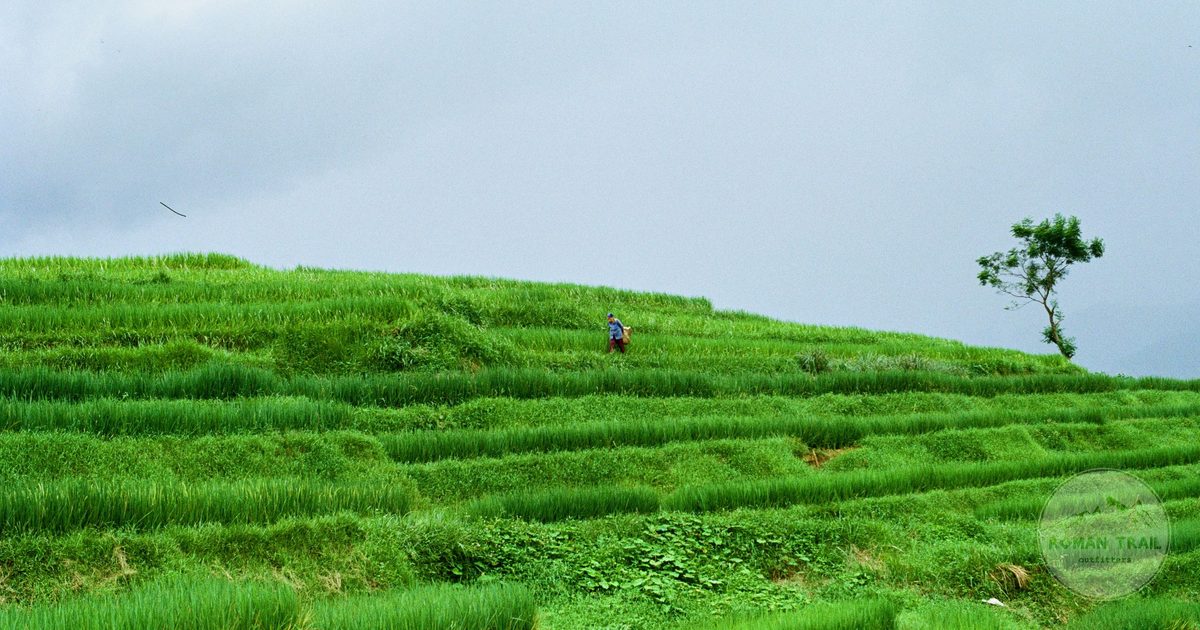 Rice terraces with a lone tree and a farmer at Pu Luong, Vietnam