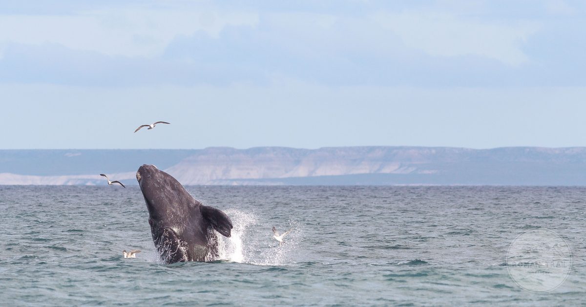A whale breaching the ocean near Puerto Madryn, Argentina