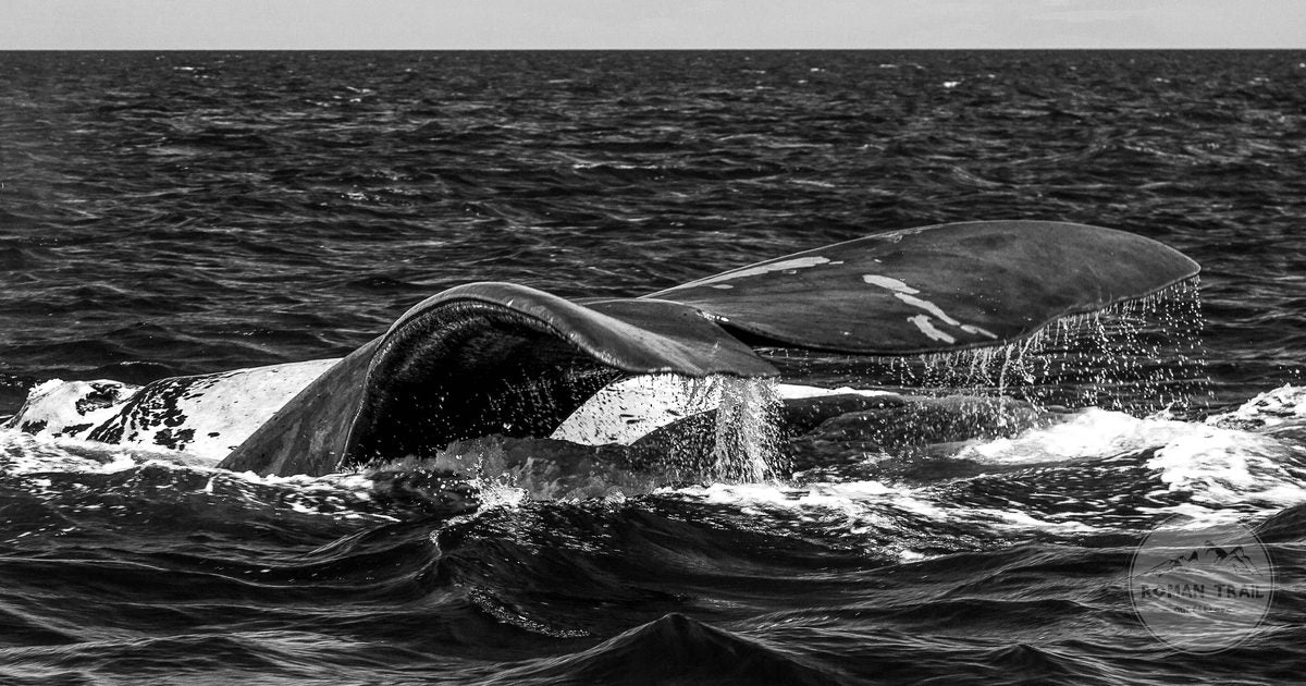 A whale tail above the water at Puerto Piramides, Peninsula Valdes, Argentina