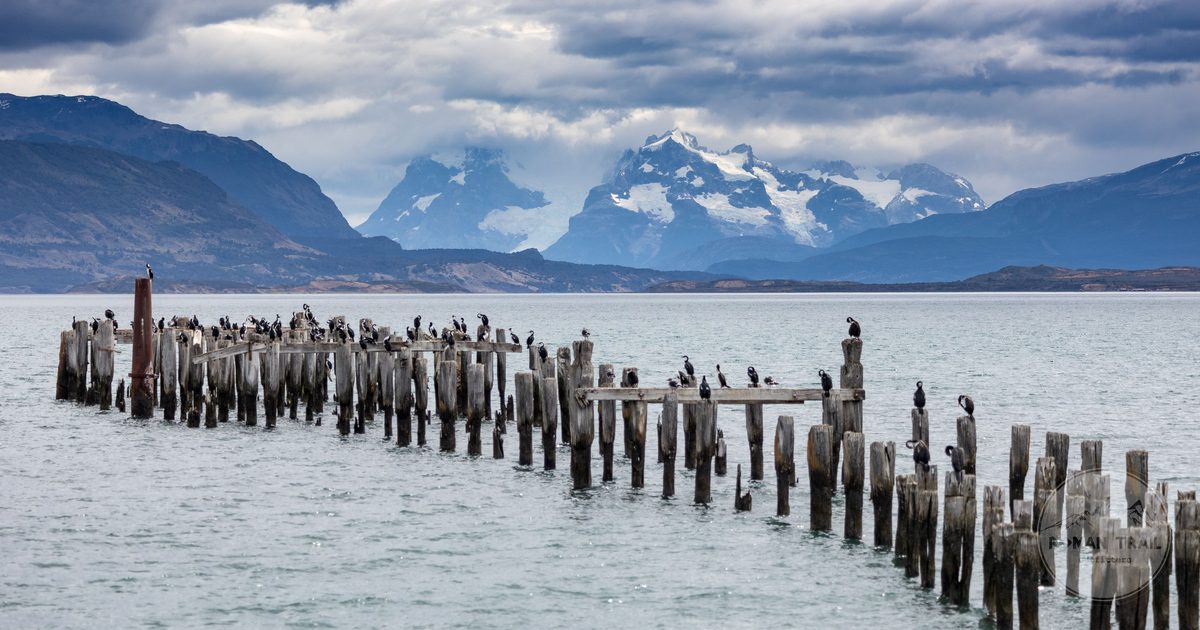 Cormorants on a wooden pier with mountains behind, Patagonia
