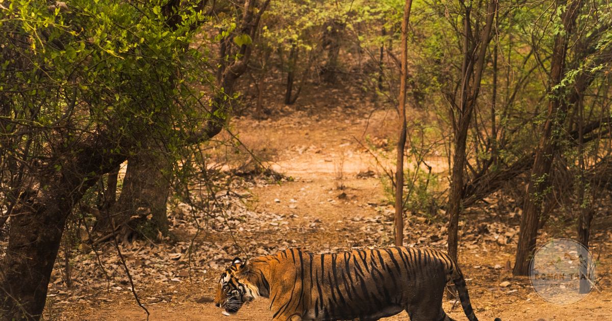A Bengal tiger walking through dense forest at Ranthambore, India
