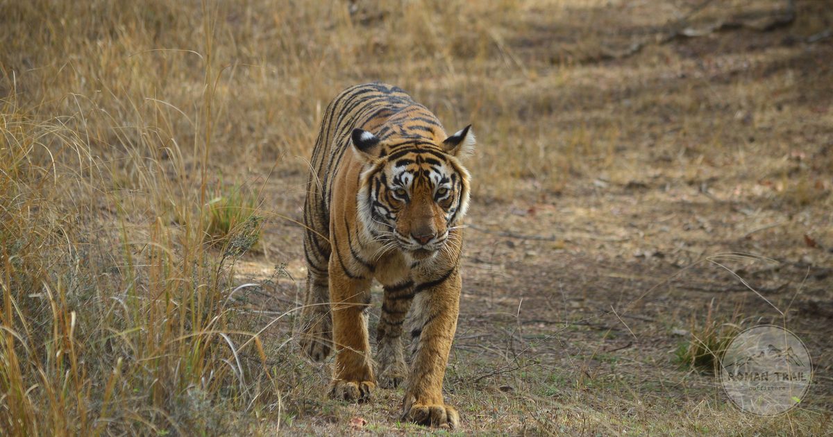 A Bengal tiger in the grassland at Ranthambhore Fort, India