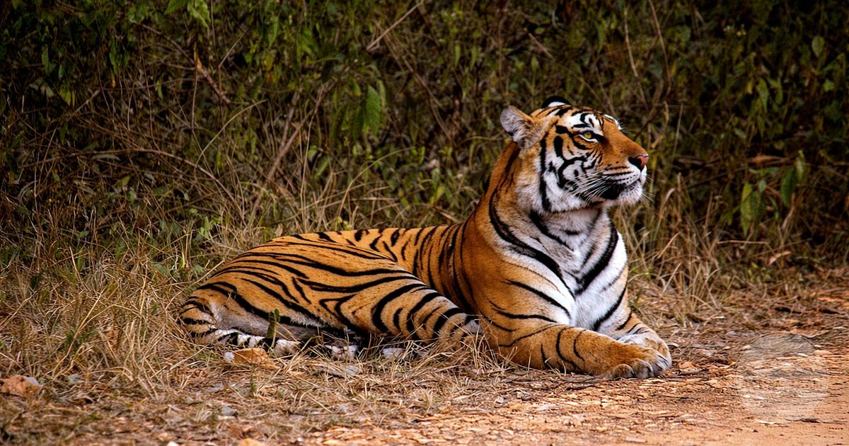 A Bengal tiger resting in the forest of Rajasthan, India