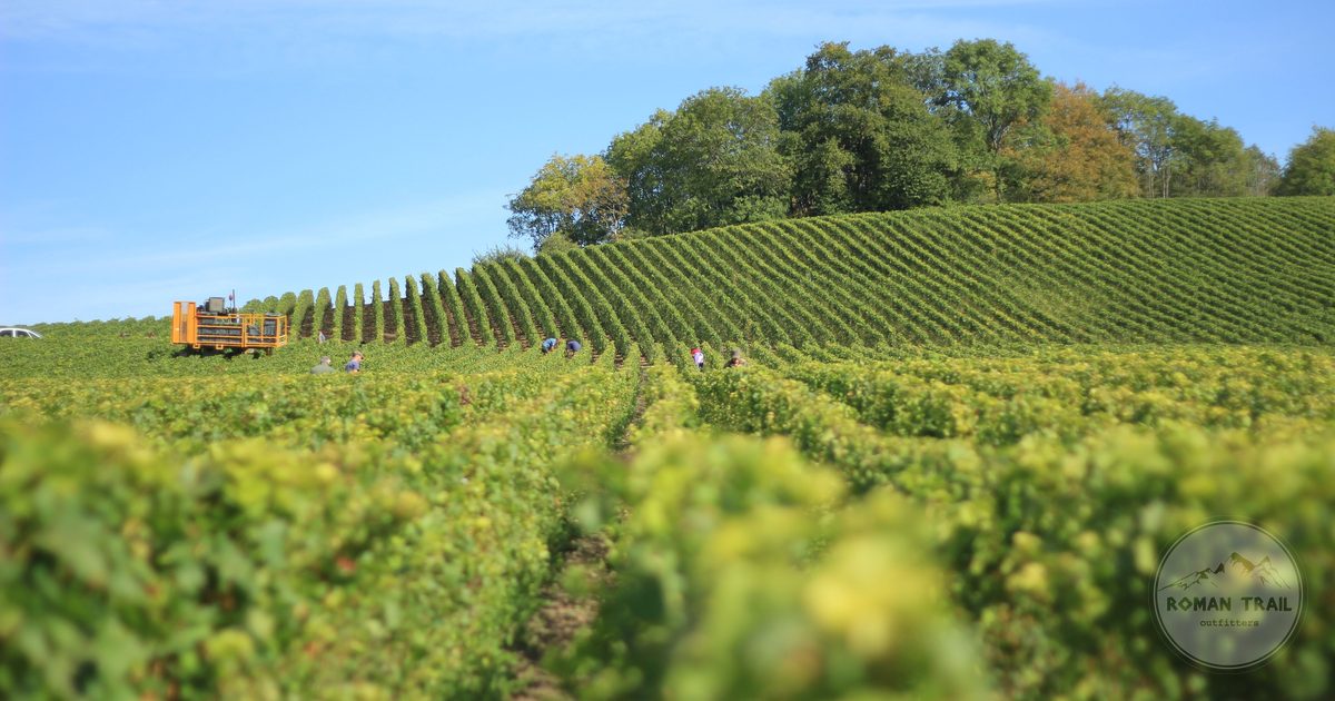 Rows of grapevines in a vineyard at Reims in the Champagne region, France