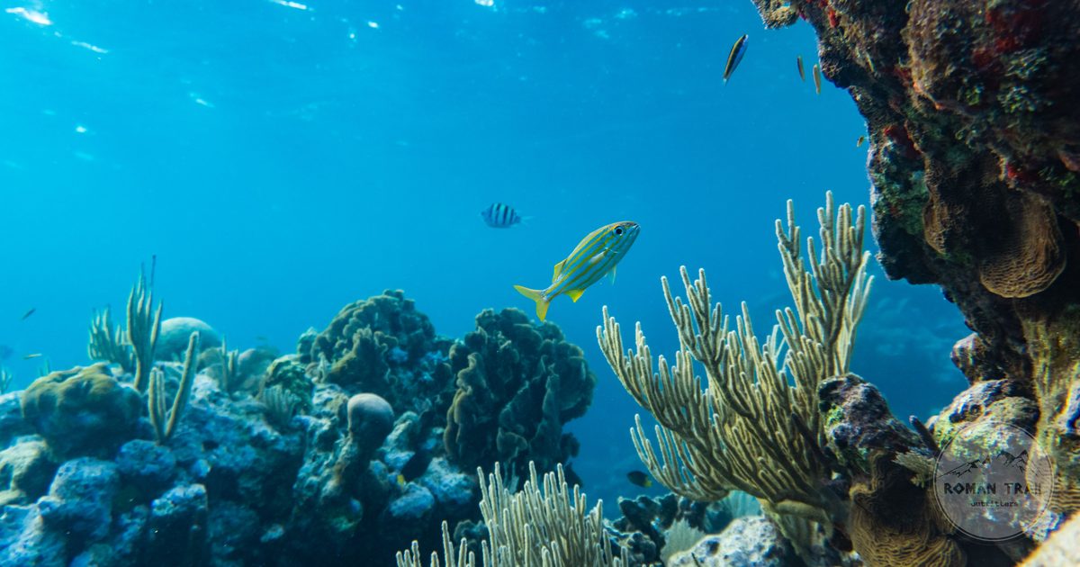A coral reef and its fish seen underwater in Honduras