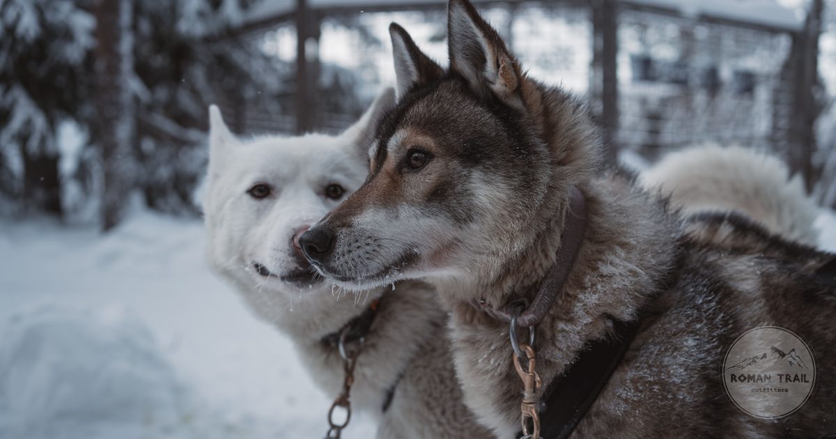 Two Siberian huskies in the snow at Rovaniemi, Lapland Finland