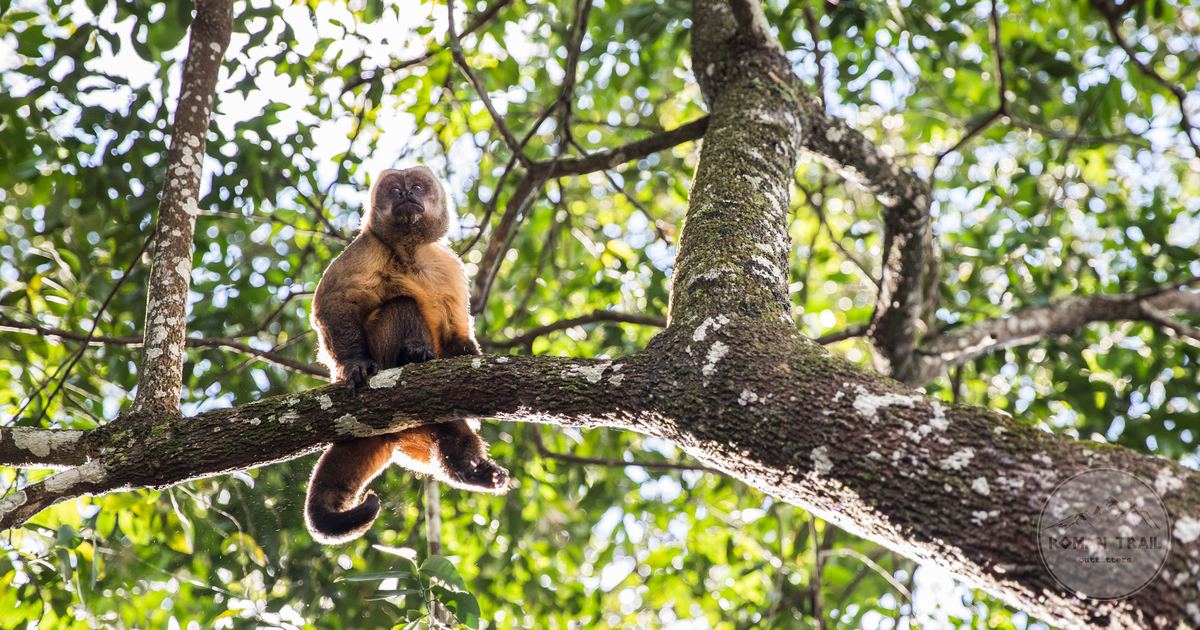 A capuchin monkey on a branch in Bolivian rainforest, the wildlife that draws travellers to the Beni lowlands
