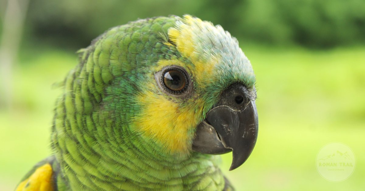 A brightly coloured Amazon parrot photographed in Bolivia