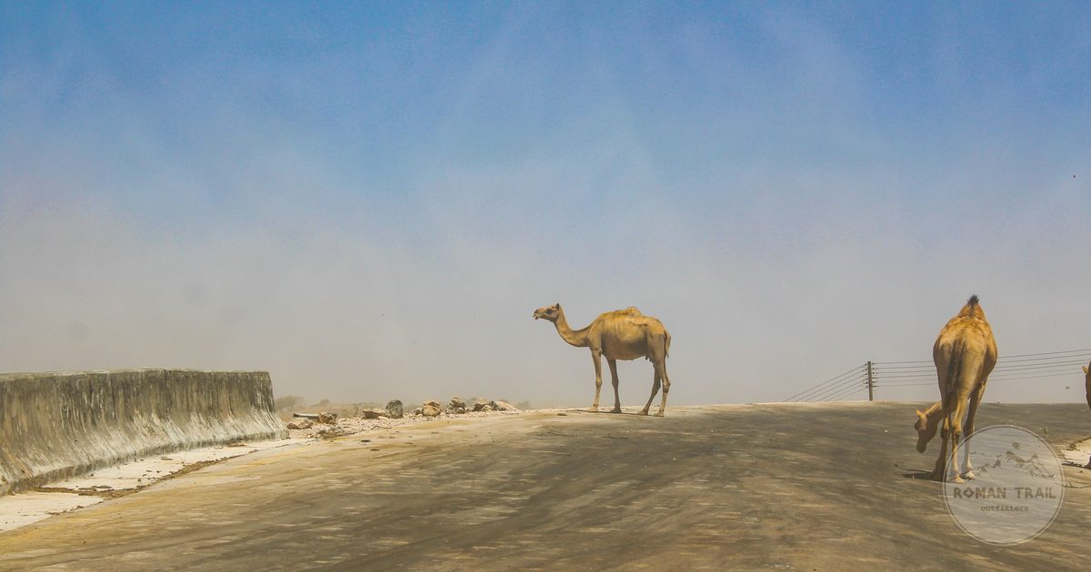 Camels crossing a road at Salalah, Oman, under a clear sky