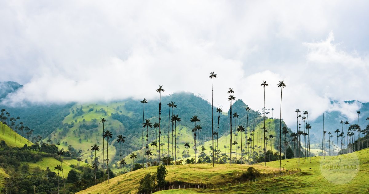 Wax palms and green hills in the Valle de Cocora, Colombia