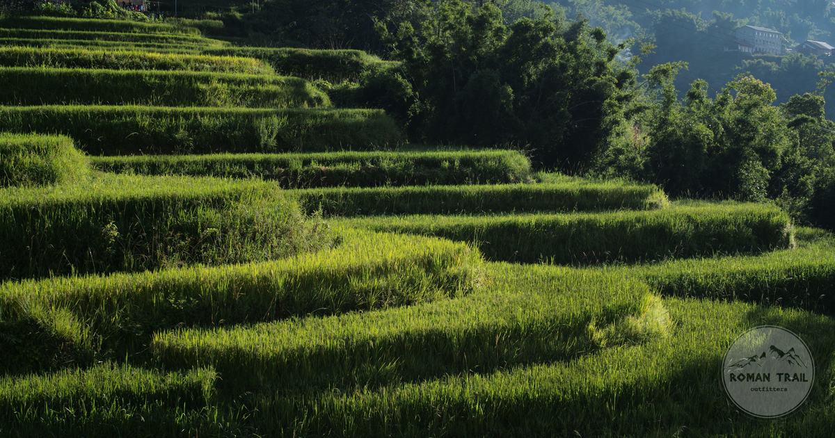 Green rice terraces on mountain slopes in Lao Cai province, Vietnam